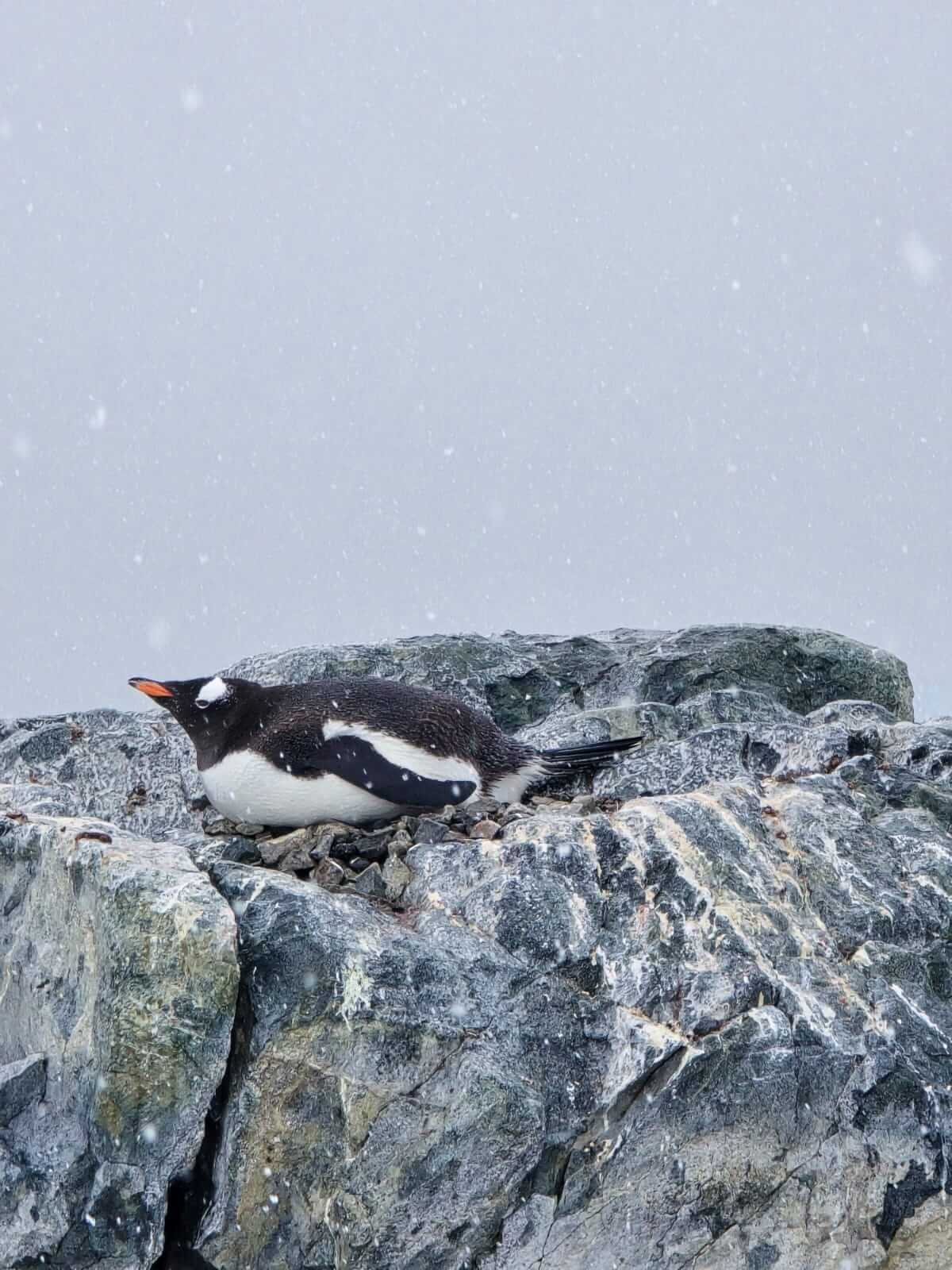 Expedición al Circulo Antártico